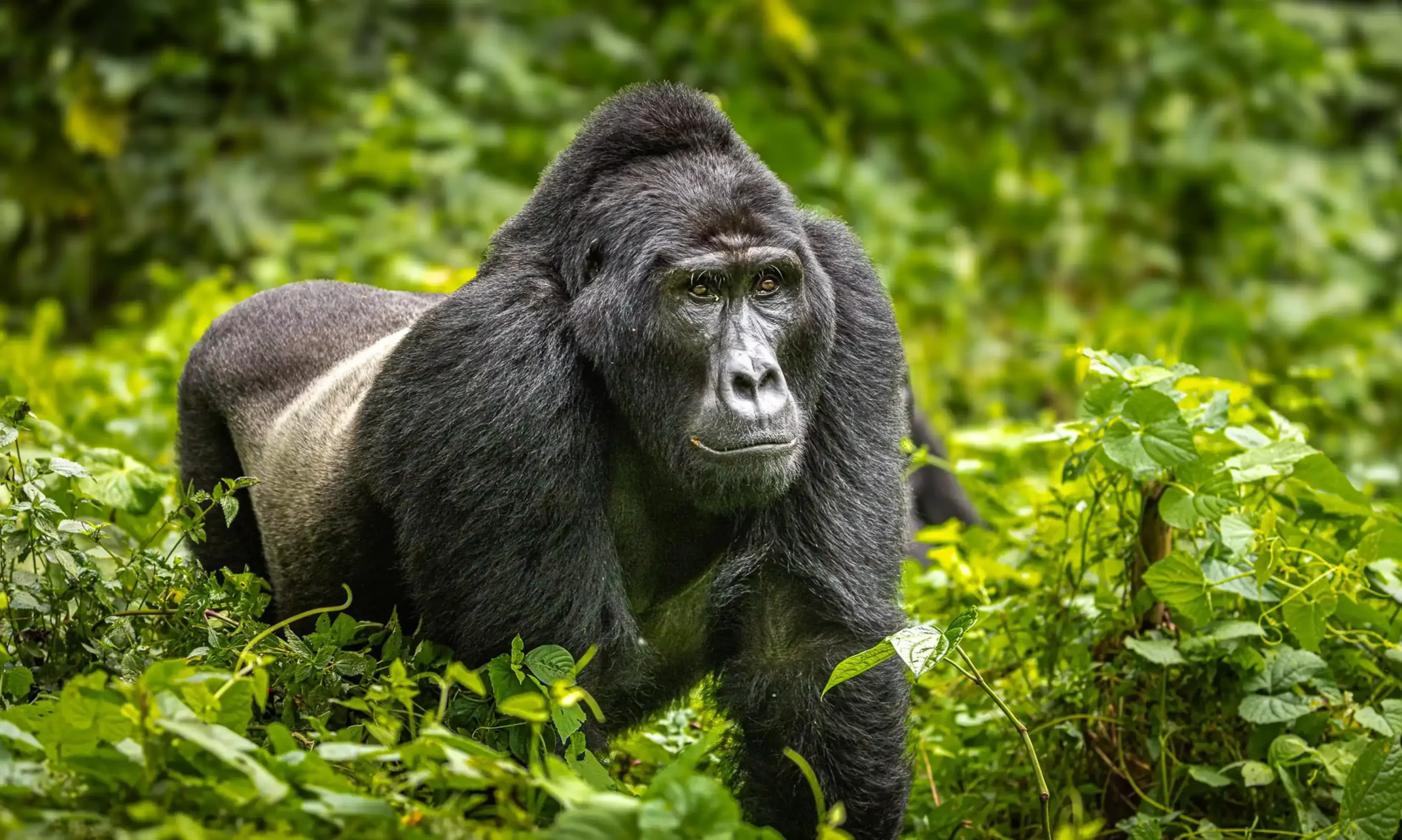 Uganda Gorilla Safari 2026 : 5 Day Gorilla, Chimpanzee & Wildlife Trekking Adventure With Phonex Expeditions Africa