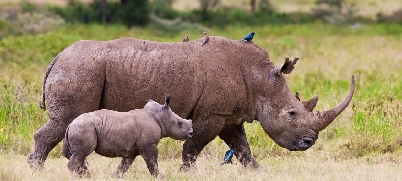 10 - Classic Kenya Safari Experience