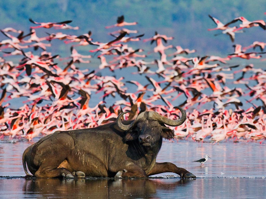 10 - Classic Kenya Safari Experience
