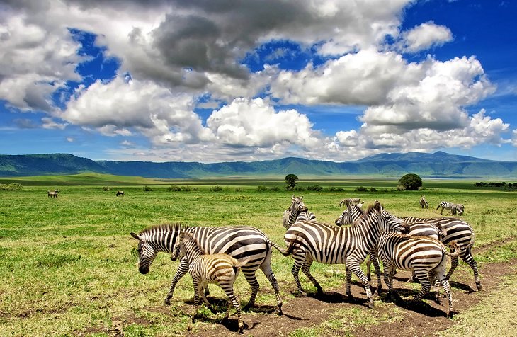 2 Days 1 Night Tsavo West National Park Safari