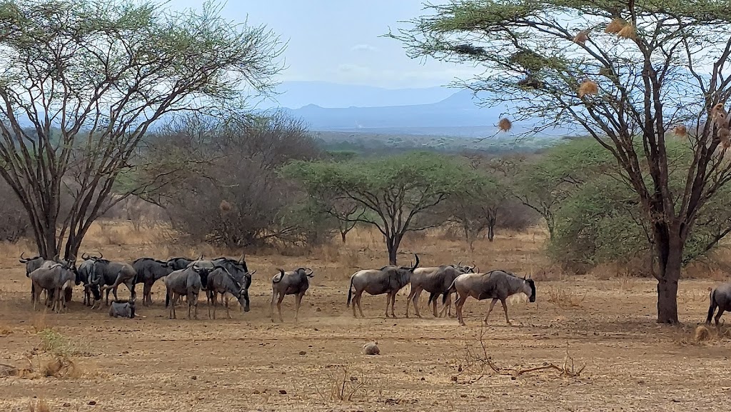 2 Days 1 Night Tsavo West National Park Safari