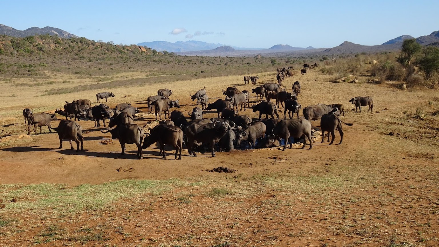 2 Days 1 Night Tsavo West National Park Safari