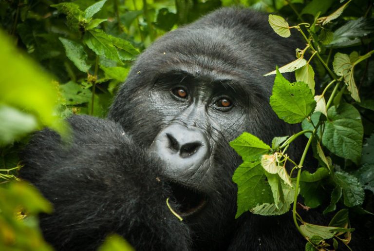 3 Day  Fly In Gorilla Safari To Uganda