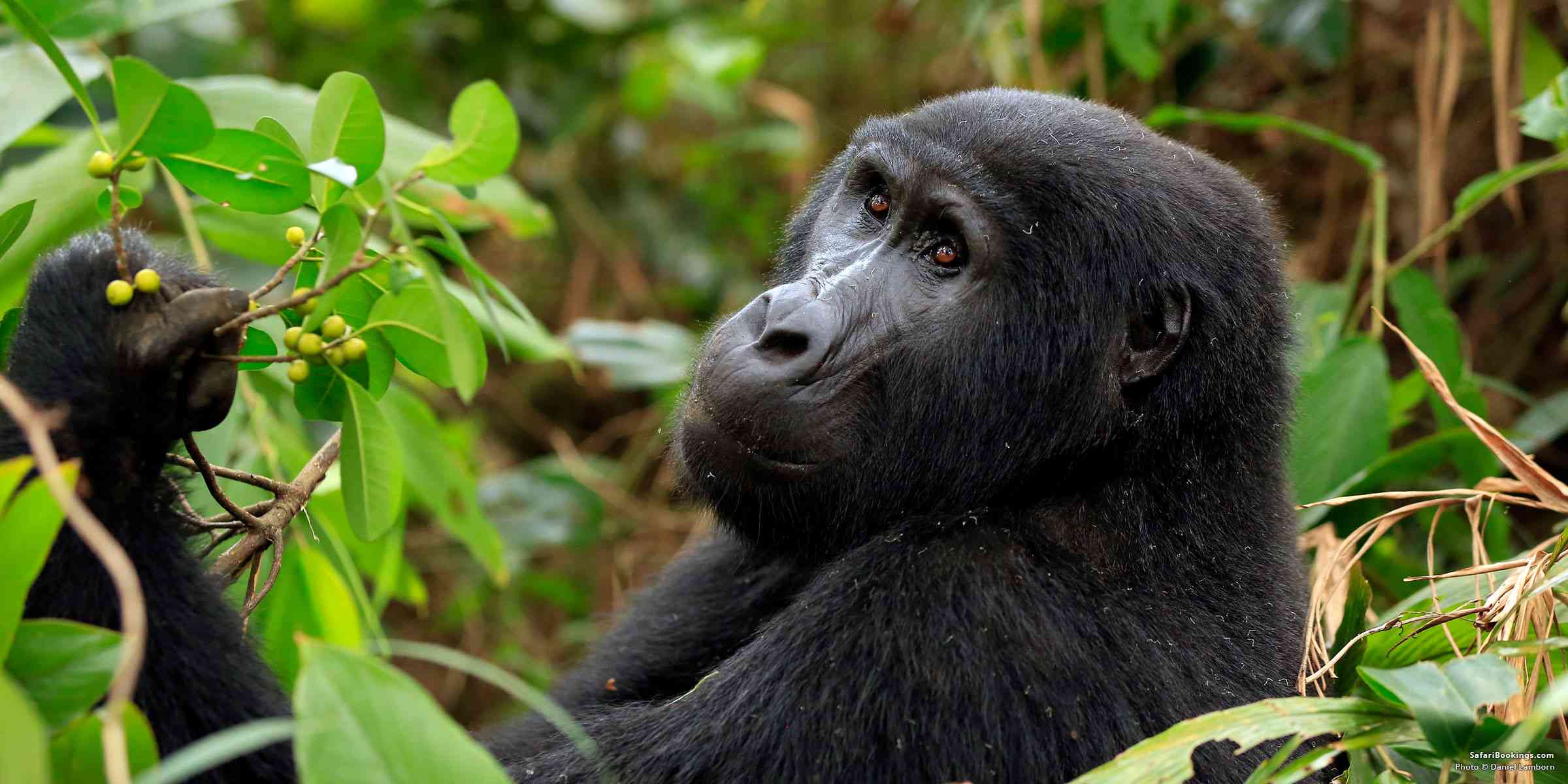 3 Day  Fly In Gorilla Safari To Uganda
