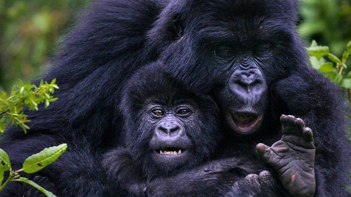 3 Day  Fly In Gorilla Safari To Uganda