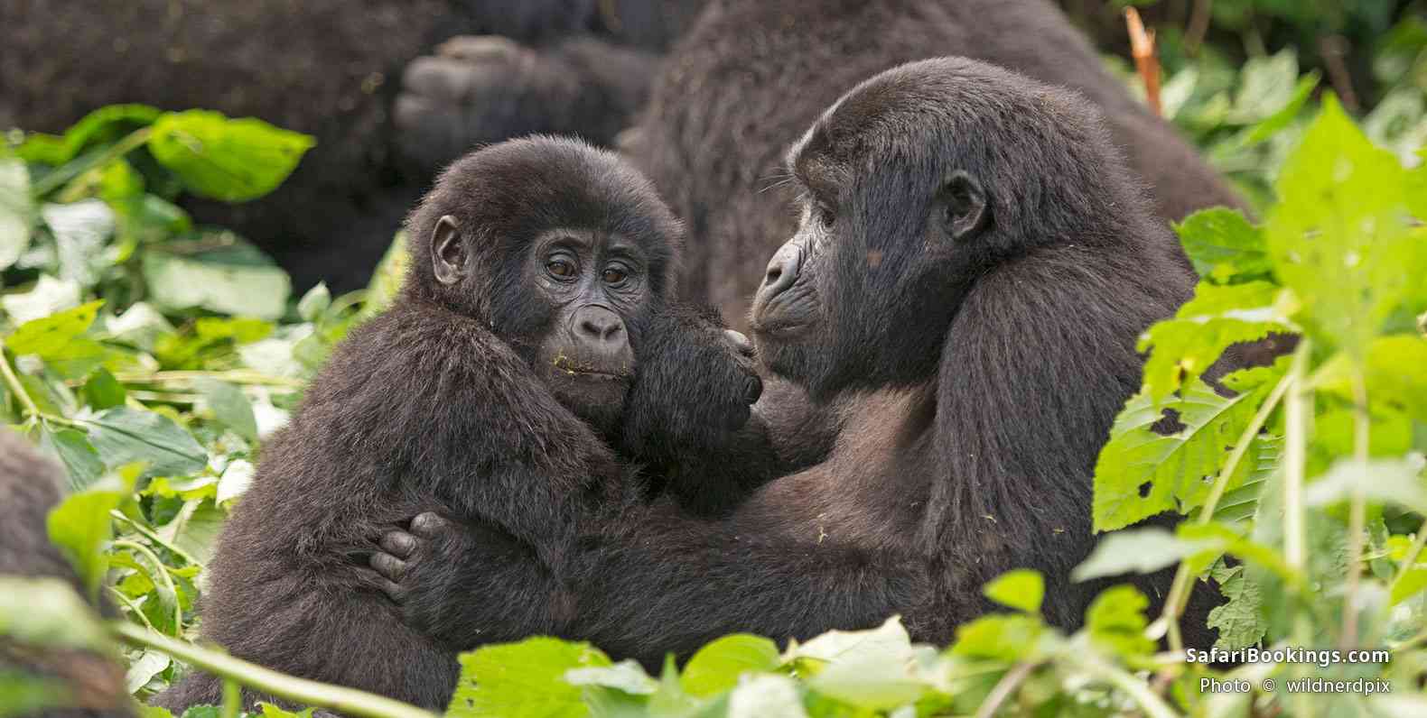 3 Day Gorilla Trekking Safaris
