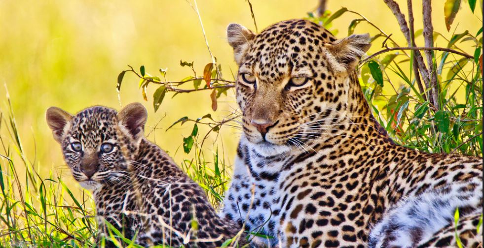 3- Day Serengeti Big Cats Safari