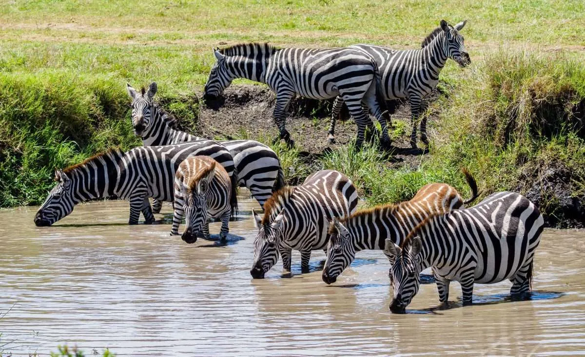 3- Day Serengeti Big Cats Safari