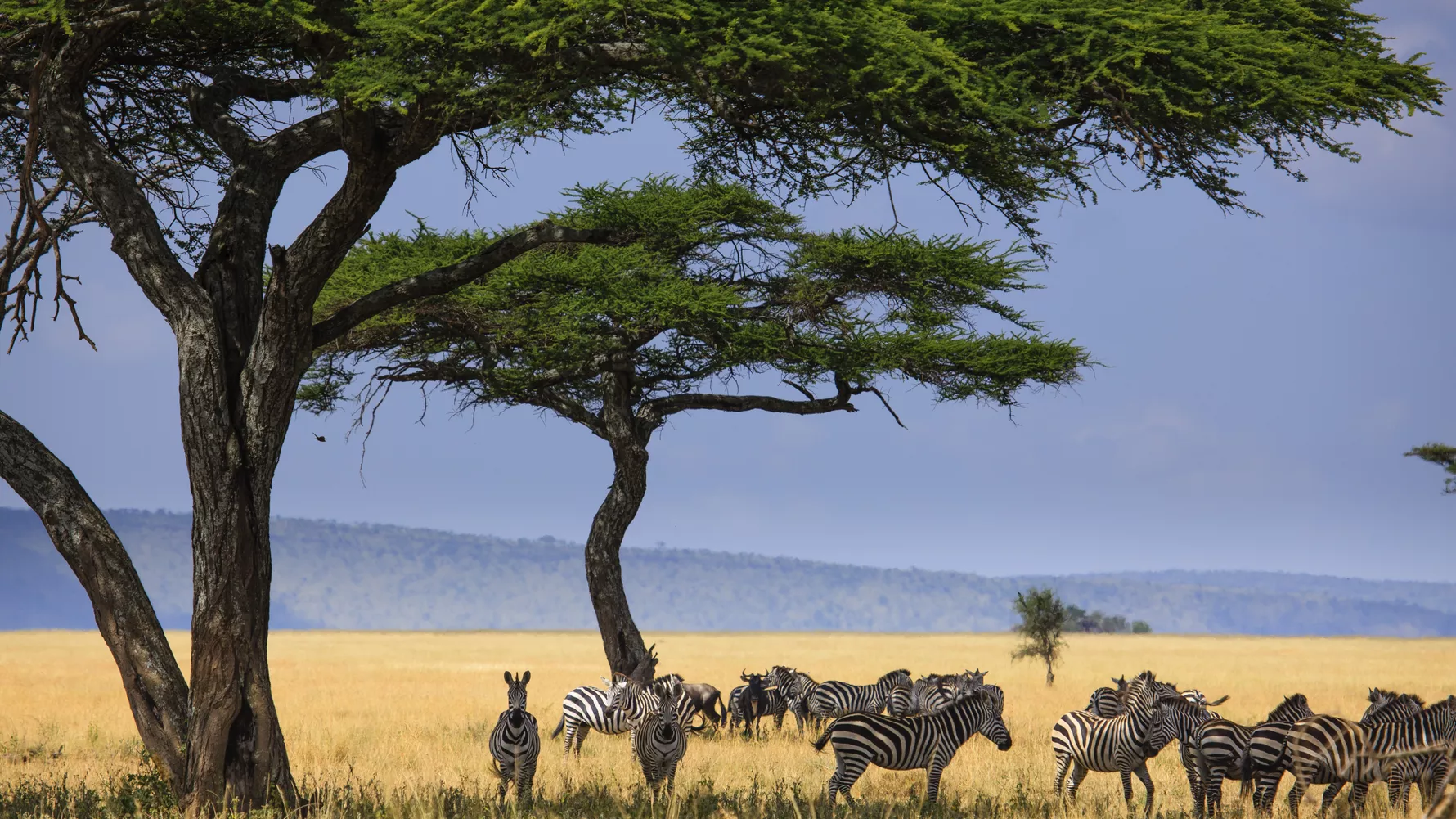 3- Day Serengeti Big Cats Safari