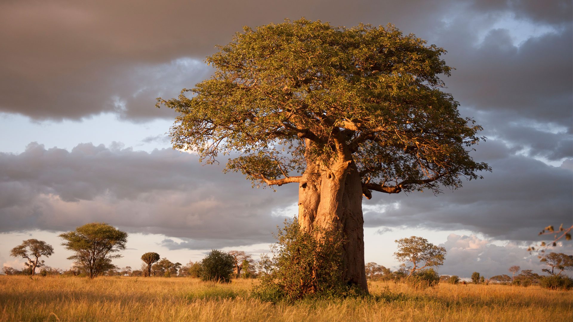 3 - Day Taste Of Tanzania Safari