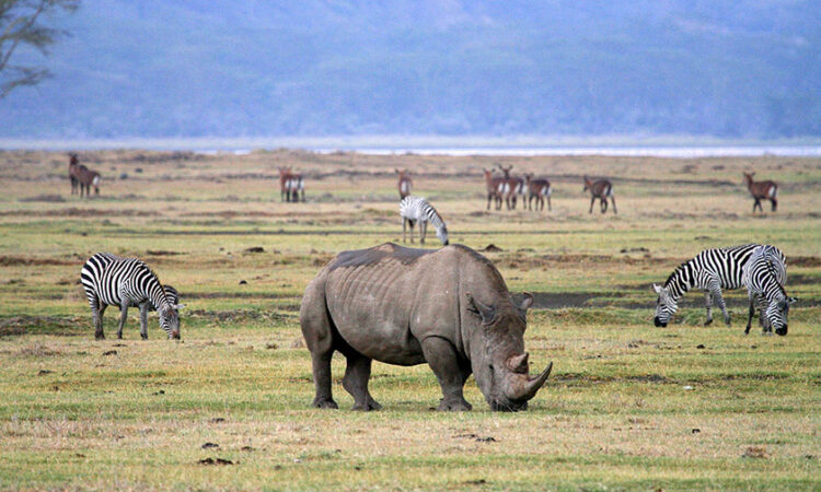 3 - Day Taste Of Tanzania Safari
