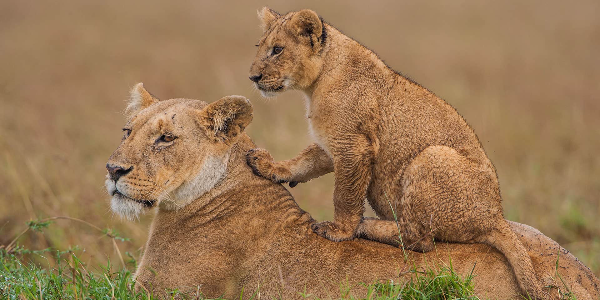 3 Days Group Joining Masai Mara Christmas Bush Holiday 2026