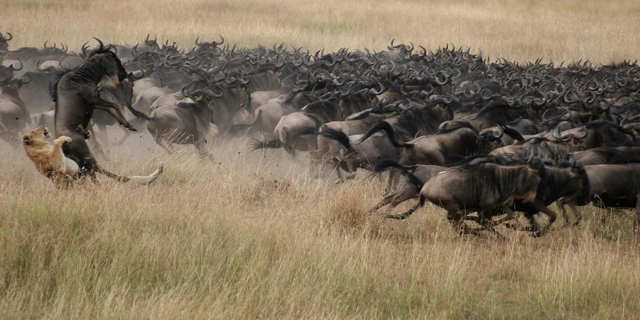 3 Days Group Joining Masai Mara Easter Deals ( From as low as Kshs. 21,663)