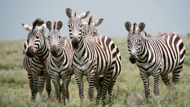 3 Days Mikumi National Park
