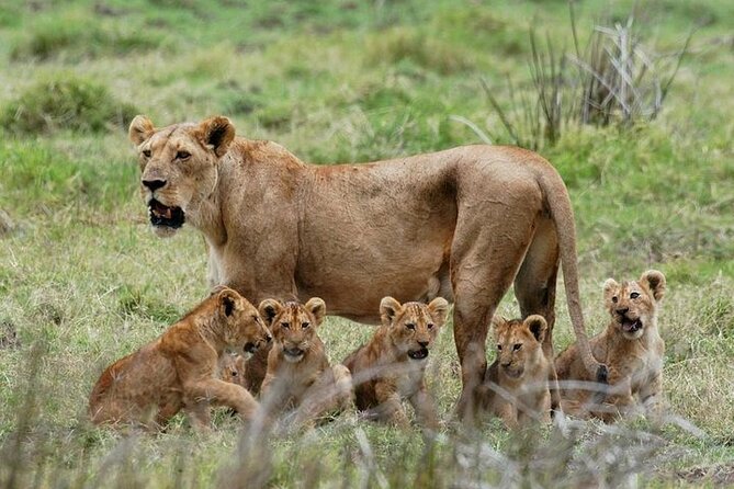 3 Days Mikumi National Park