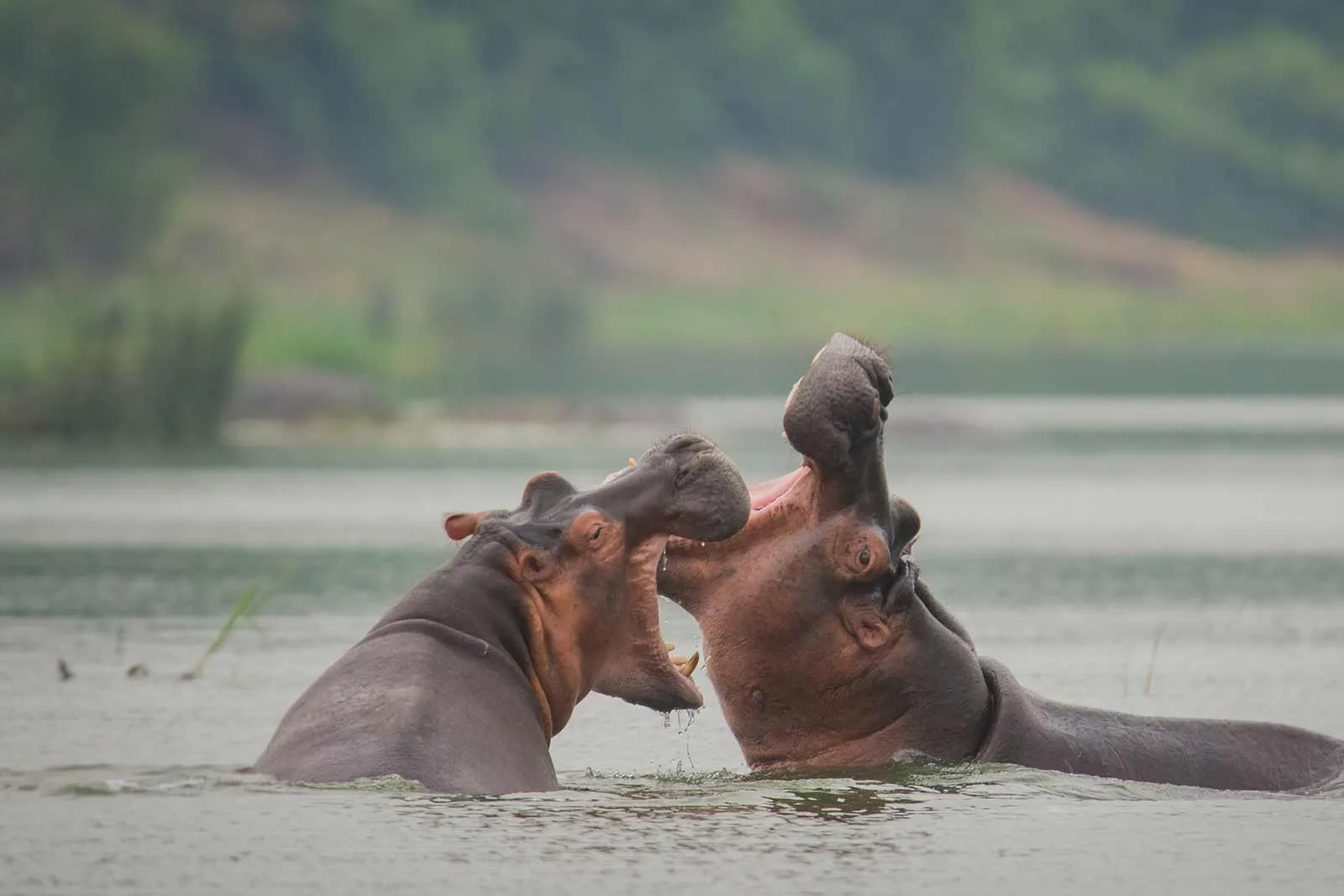 3 Days Uganda Wildlife Safari To Queen Elizabeth National Park