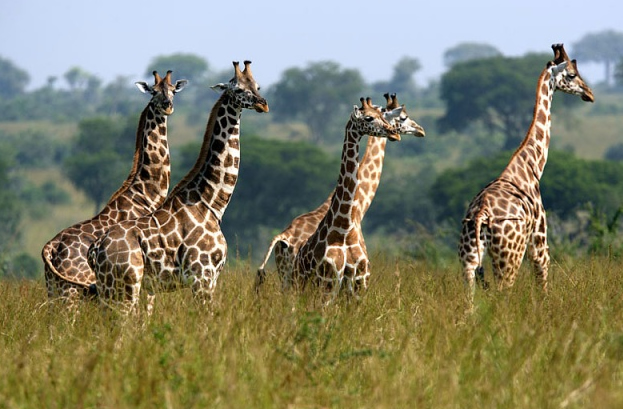 3 Days Uganda Wildlife Safari To Queen Elizabeth National Park