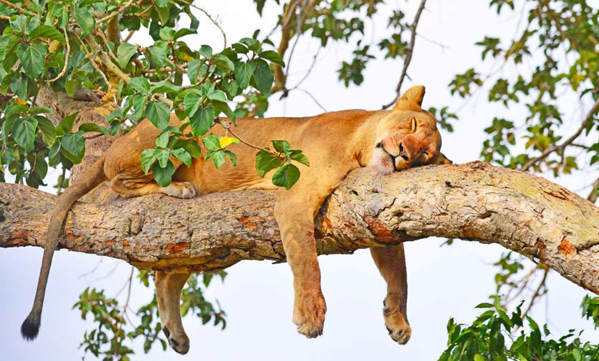 3 Days Uganda Wildlife Safari To Queen Elizabeth National Park
