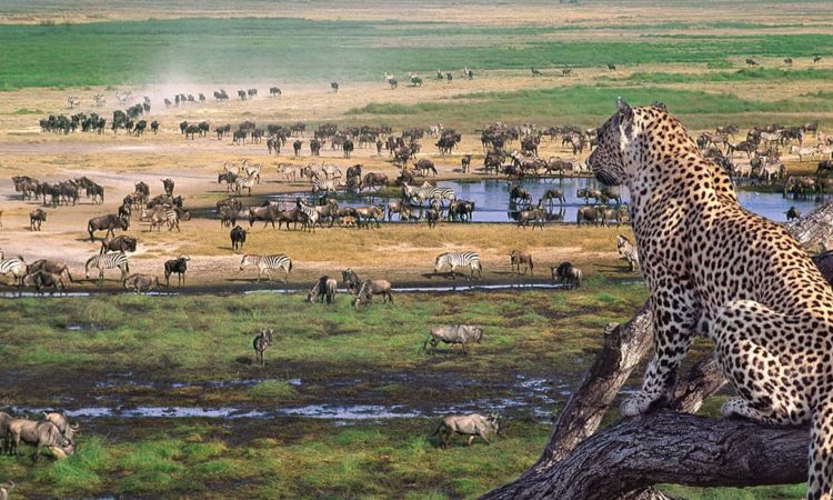 4 Day Luxury + Tanzania Premium Safari 2026