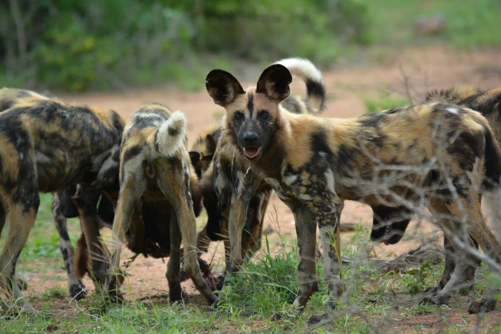 4 Day Mid-Luxury Glimpse Of Tanzania Safari