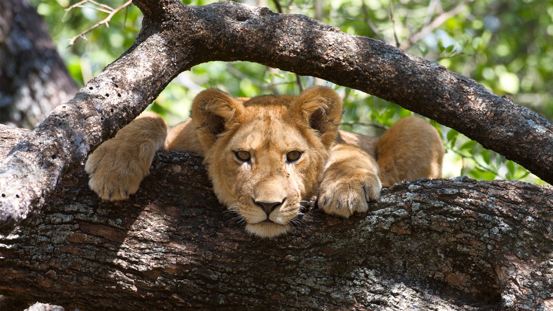 4- Day Mid-Range Tanzania Wilderness Safari