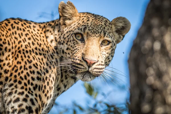 4 Day Serengeti Safari Game Package
