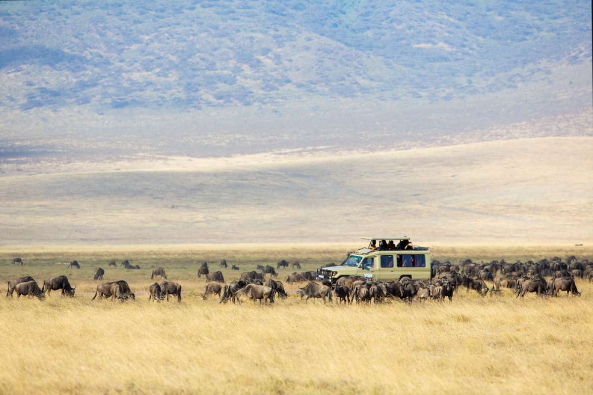 4 Day Serengeti Safari Game Package