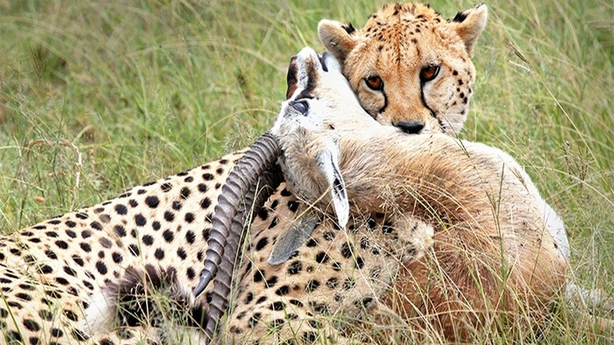 4 -Day Tsavo East & Amboseli Pure Safari