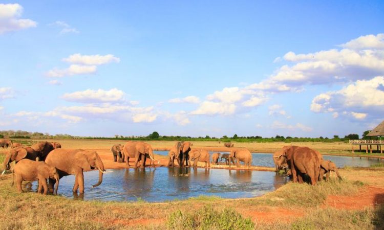 4 -Day Tsavo East & Amboseli Pure Safari