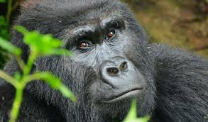 4 Days Gorilla Trek Uganda & Habituation