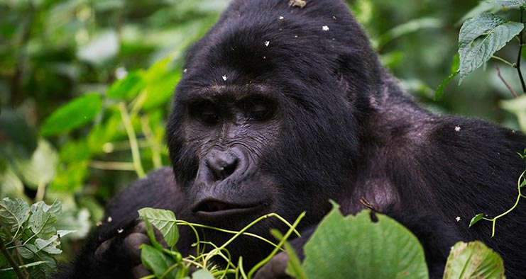 4 Days Gorilla Trek Uganda & Habituation