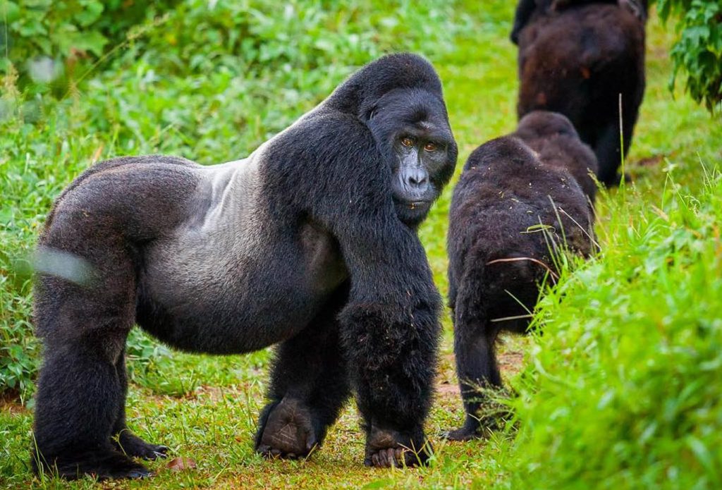 4 Days Gorilla Trek Uganda & Habituation