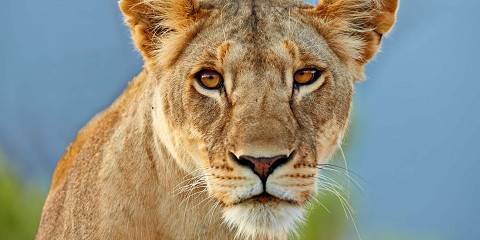 4 Days Kenya Kenya Wildlife Experience