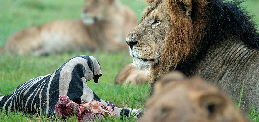4 Days Kenya Kenya Wildlife Experience