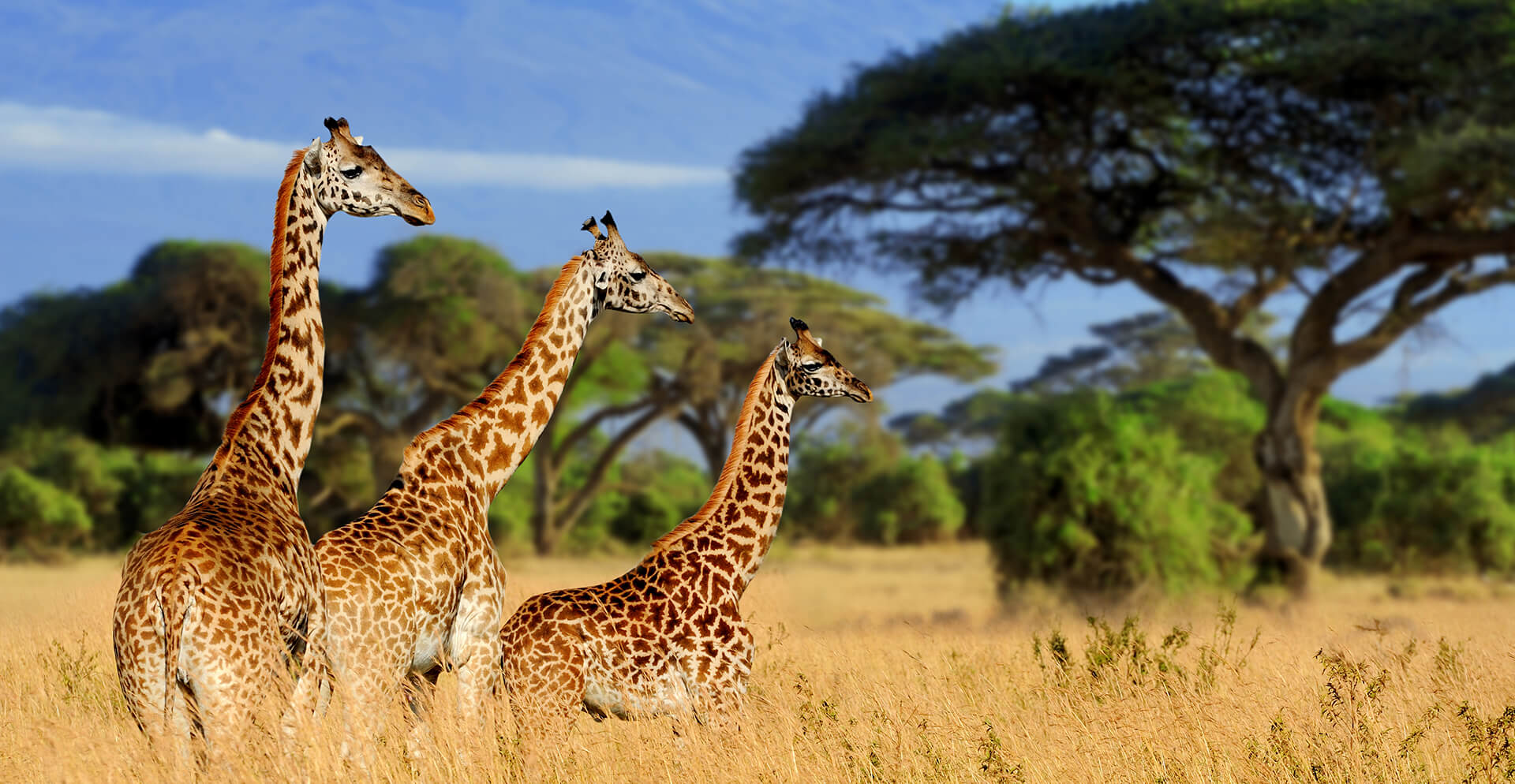 4 Day Luxury + Tanzania Premium Safari 2026