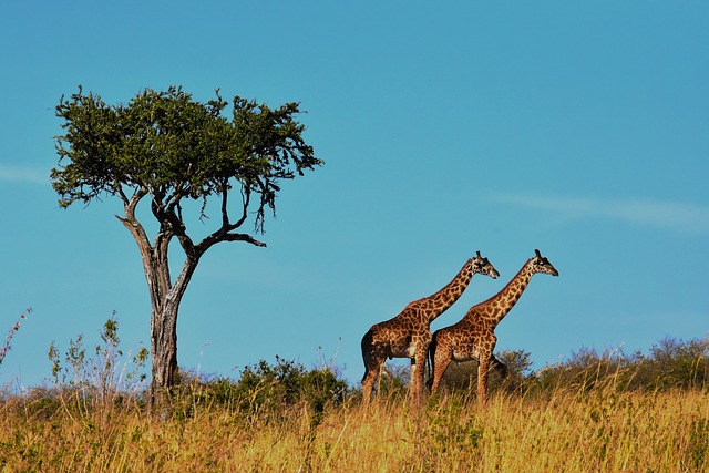 5 Day Luxury Best Of Tanzania Safari