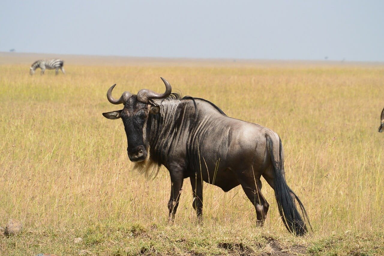 5 Day Luxury Best Of Tanzania Safari