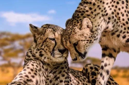 5 Day Luxury Best Of Tanzania Safari