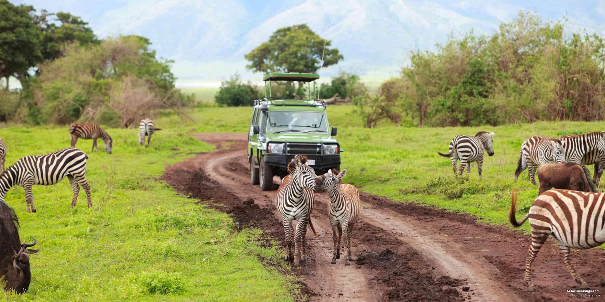 5 Day Mid- Luxury Best Of Tanzania Safari