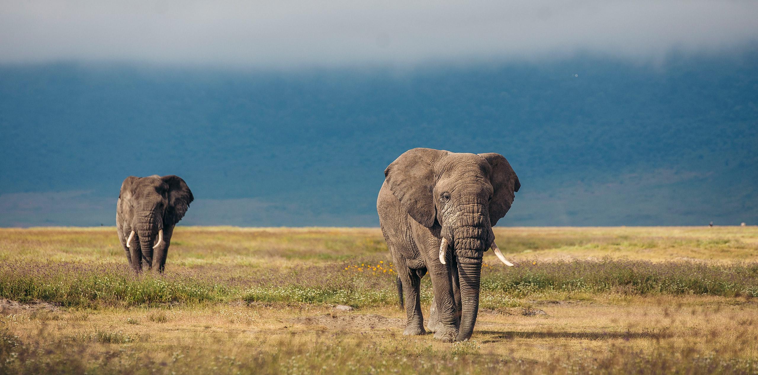 5 Day Mid- Range Best Of Tanzania Safari