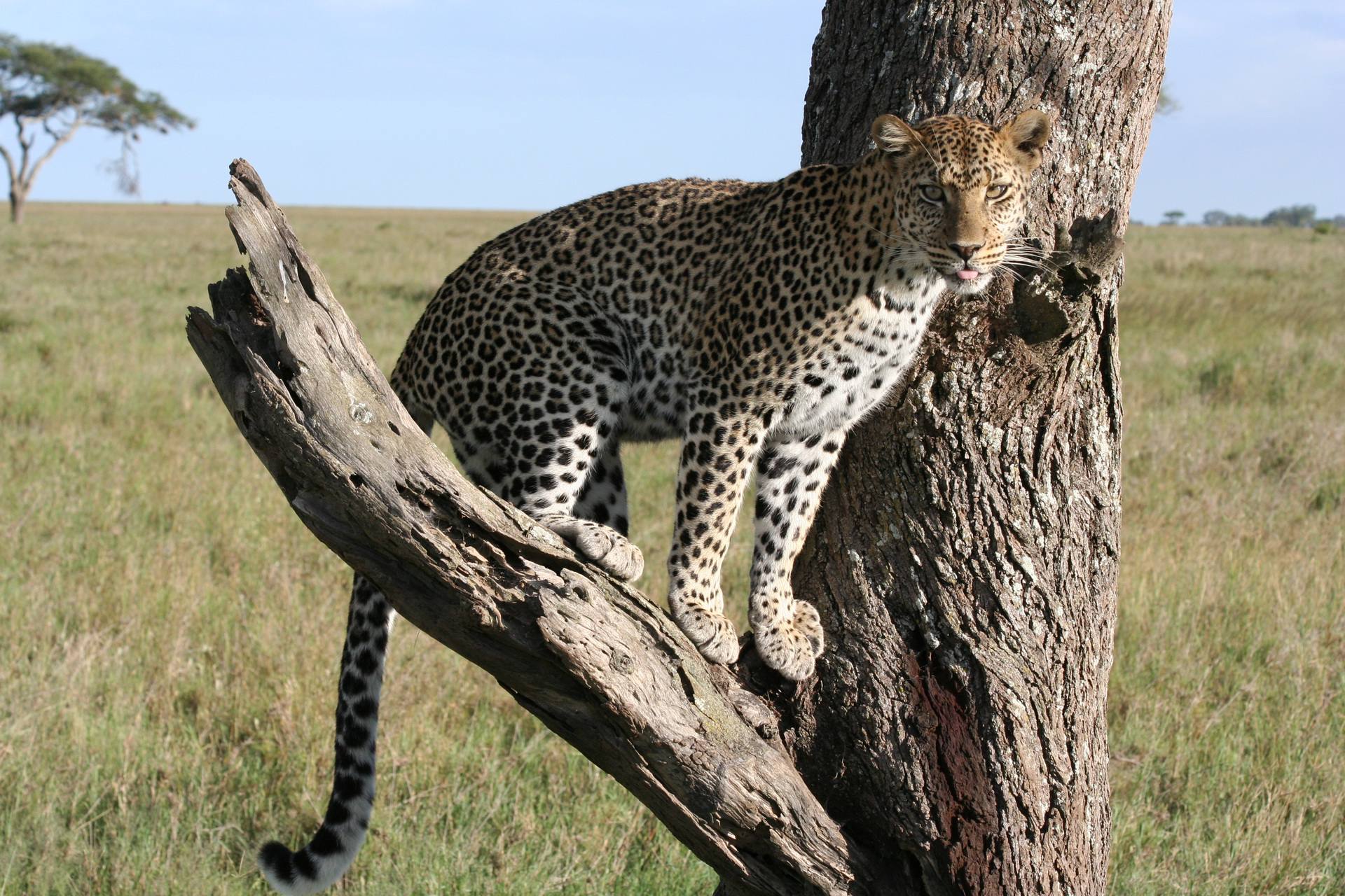5 Days L. Nakuru , Naivasha & Mara Safari