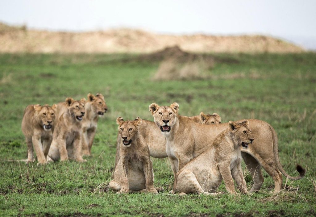 5 Days L. Nakuru , Naivasha & Mara Safari