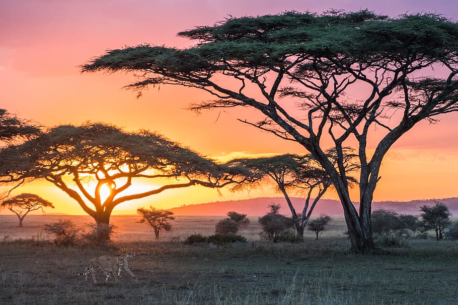 5 Days Tanzania Mid - Range Safari