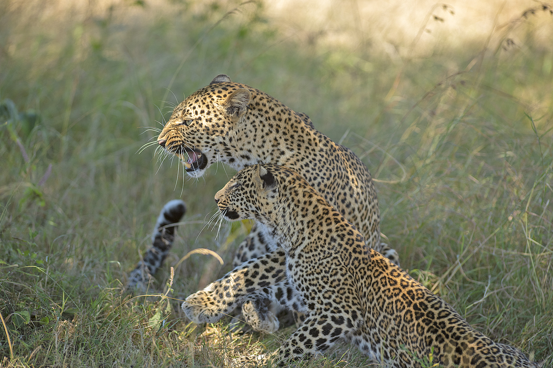 5 Days Tanzania Mid - Range Safari