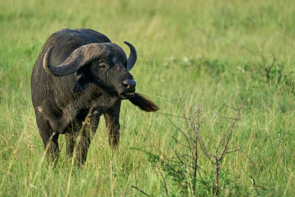 5 Days Tanzania Mid - Range Safari