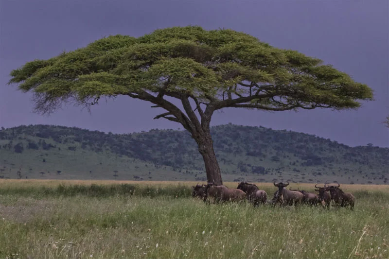 5 Days Tanzania Mid - Range Safari
