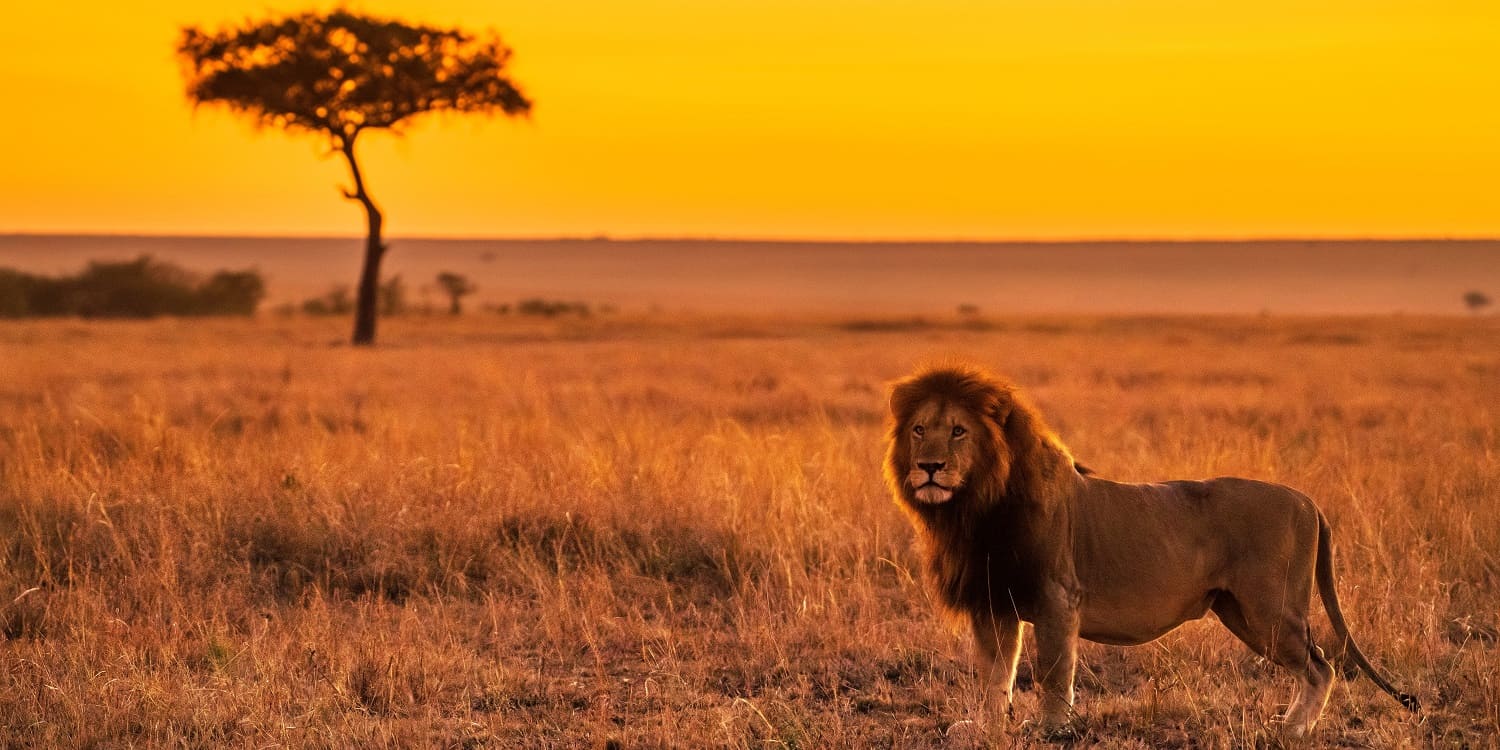 5 Days Ultimate Kenya Safari Experience