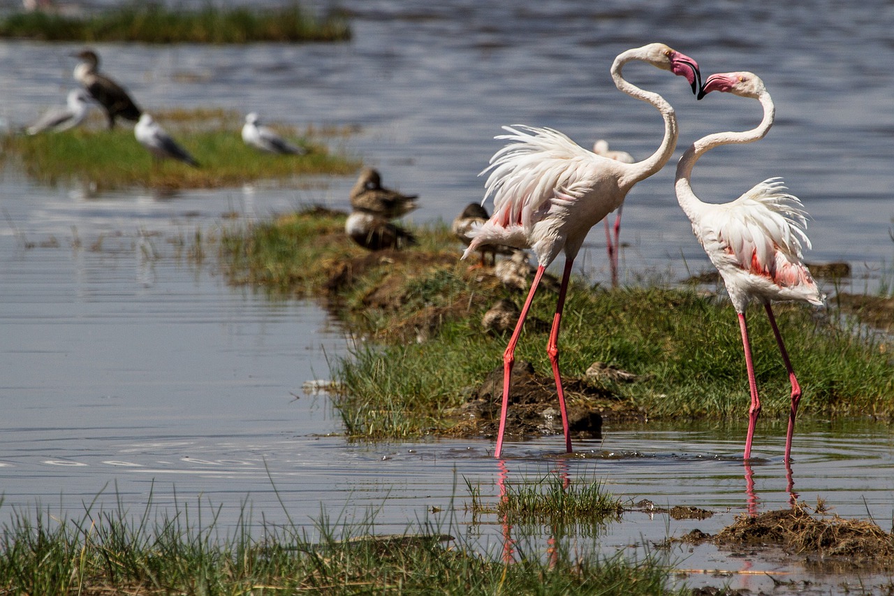 6 Days 5 Night Maasai Mara Nakuru Amboseli