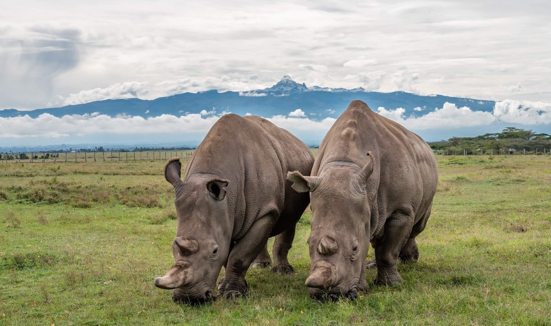 6 Days Kenya Family Safari Experience