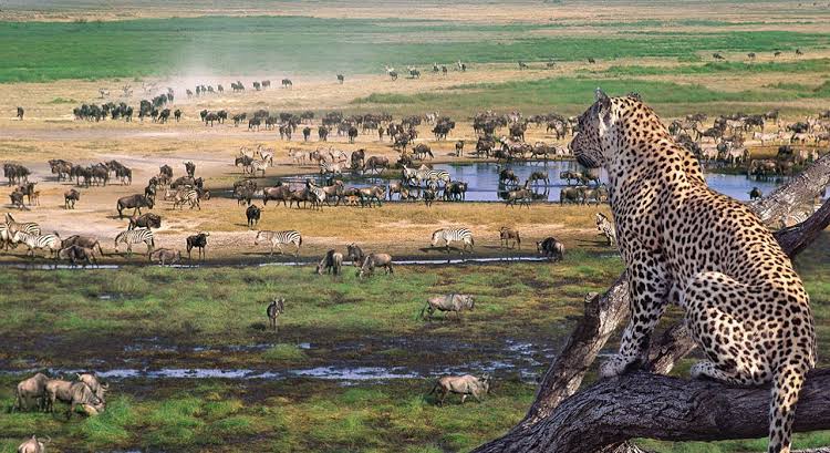 6 -Days Luxury + Tanzania Premium Safari